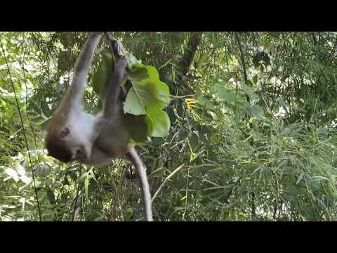 Ao Nang Beach Monkey Trail, Ao Nang Thailand