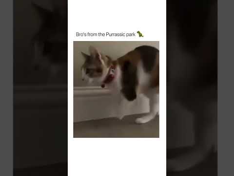 #catlover #cat #catvideos