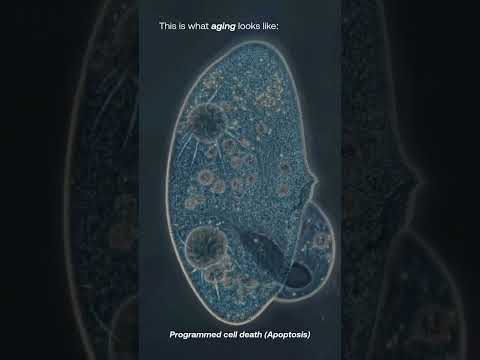 When cells age, they self-destruct. 🧬 Here’s why that’s a good thing.