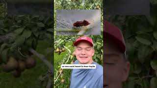 Farm Friday - Natural Pest Control in our Organic Bosc Pear Orchards 🍐 #organicfarming #pears