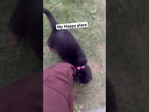 #doglover #dogshorts #happy mindset #goodvibes #positivevibes #livehappy #germenshepherd #puppyvideo