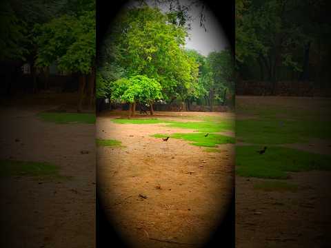 faza mein khushbu nayi nayi है #krishna #bhajan #love #nature #naturephotography #trendingvideo