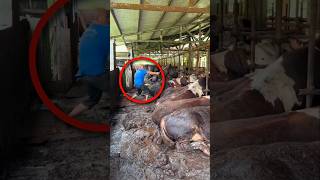 Man Caring for Cows with Love #shortsvideo