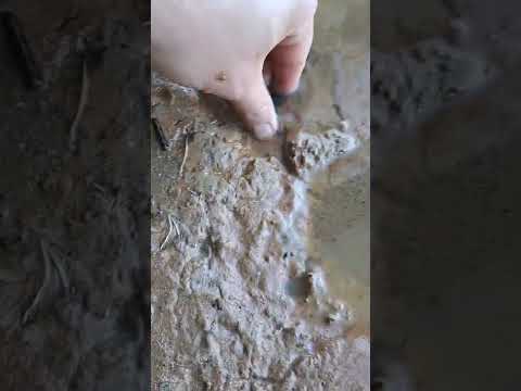 Arrowhead in the water #arrowhead #find #indianastones #arrowheadhunting #rock #river
