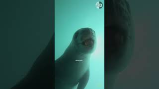 The Truth About Leopard Seals: Are They Really Dangerous to Humans?