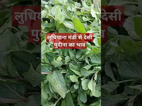 17 मार्च 2025 लुधियाना मंडी #देसी पुदीनाका भाव#viralvideo