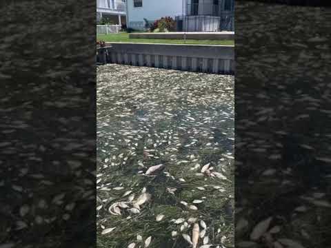 RED TIDE SUCKS 2.5