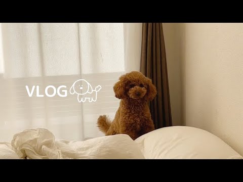 VLOG|トイプードルと過ごす休日ルーティンに密着してみたら…🌙