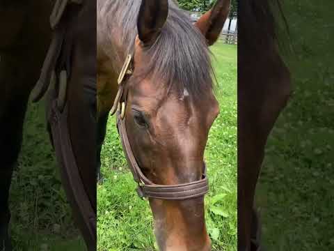 挨拶に来てくれたマカヒキ#競走馬