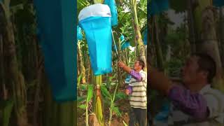 Amazing Farm Video #Shorts #YoutubeShorts |😇#NextLevelTech|😜Do Check the Discerption