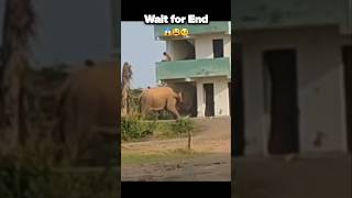 wild Elephant Attack Viral Viral  #shorts #elephant #trending #viralvideo