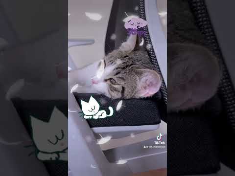 眠さMAX🐾😅
