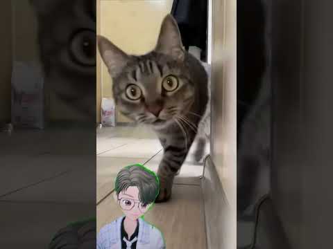 Hello hooman #catfancy #cat #funny #cute