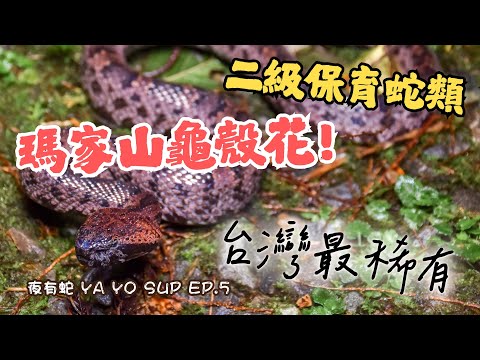 【瑪家山龜殼花、泰雅鈍頭蛇、獨眼青竹絲】台灣最稀有龜殼花！二級保育蛇類！【夜有蛇 YA YO SUP EP.5】｜衝山蛇What The Sssnake! —— 台灣蛇類系列