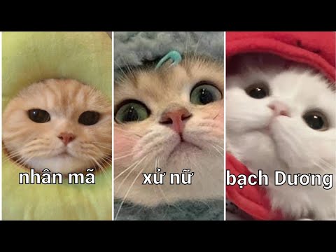 tik tok 12 cung hoàng #2 #tiktok #12cunghoangdao