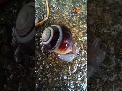 #snails after rain#snails#edit#short#MarZako