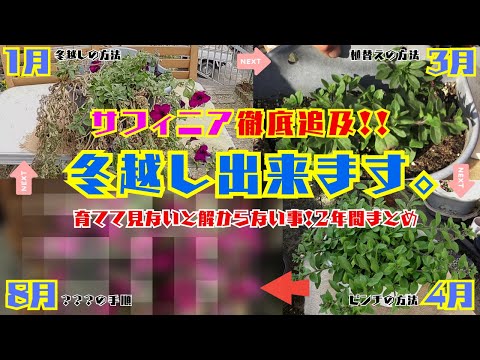 徹底追及！冬越し出来ます。【サフィニア】育ててみないと解らない事2年間まとめ植替え・ピンチ・修復方法【夏の花・ペチュニア類】育て方・園芸