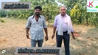 Thai 7 Guava And Taiwan Pink Gauva Plantation hapud, uttarpradesh Jaipur Lucknow Kisan Nursery