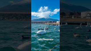 Crystal Clear Mt. Fuji in Winter | Lake Yamanaka🗻❄️🦢
