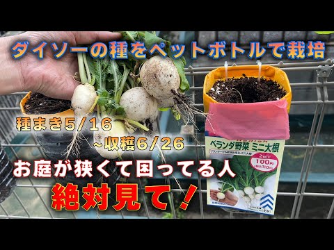 [Home gardening] Growing mini radishes in plastic bottles! [Plastic bottle cultivation] [Fence cu...