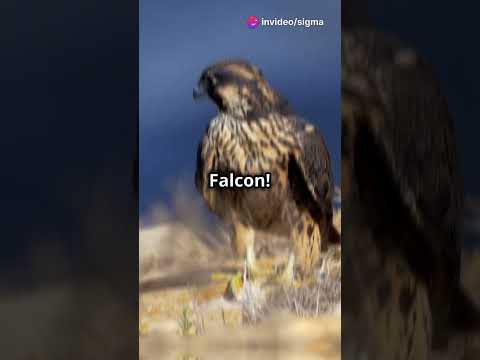 Aerial Artists: Peregrine Falcon's Speed Secrets #shorts  #animalfacts  #falcon