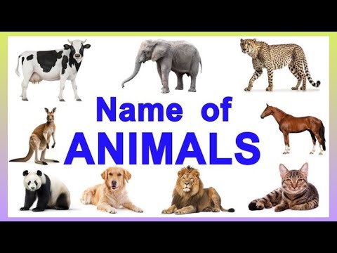 Animals Name , Wild Animals, Domestic Animals l Janboron ke Naam