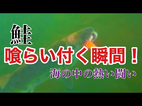 【水中映像】鮭、ウキルアーでの捕食シーン　トゥイッチでバイトする鮭の動きは予想外！