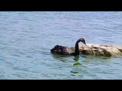 2019.12.26  Black Swan Drying Its Wings 1080p