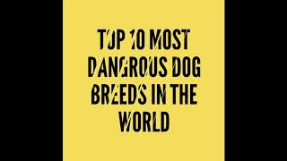 Top10 Dangerous Dog Breeds In The world 🐕 🐕🐕🐕