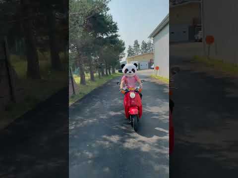 Panda Moped #shorts