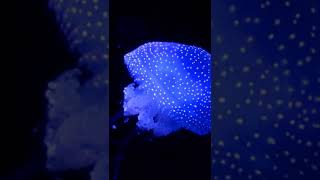 #Short #Amazing underwater #Ocean# Dive #Sri Lanka #Around the world #Diving