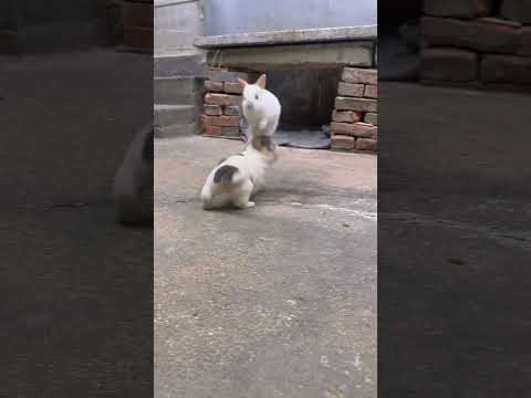 Adorable Duo! 🐰🐶 Little Rabbit & Puppy Playtime Fun! #shorts #cute #trending #motivation #video