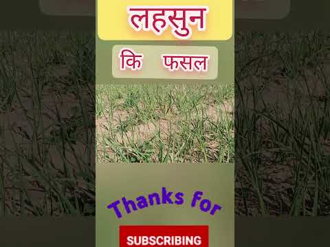लहसुन कि खेती #लहसून #agriculture #viralvideo #ashok #trending #trending #shortsvideo #garnish