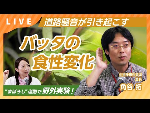 道路騒音が引き起こすバッタの食性変化【すごいぞ！生物ニュース2024】