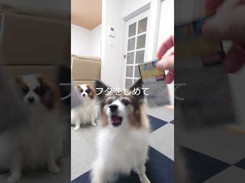 チョコボールの箱が丁度いい #犬のおやつ #パピヨン #犬のいる生活