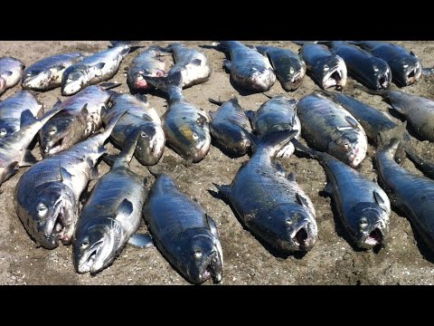 【鮭釣り】サケの食いが悪い時はこの仕掛で釣っています    When I cannot catch a salmon, I use this tackle