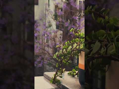 Videos like this? #shorts