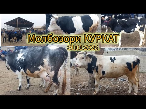 МОЛБОЗОРИ КУРКАТ ОЧА БАЧА ВА БУГУЗИ БУКАЧАХО НИГОХБОРИ ГУНОЧИНХОИ