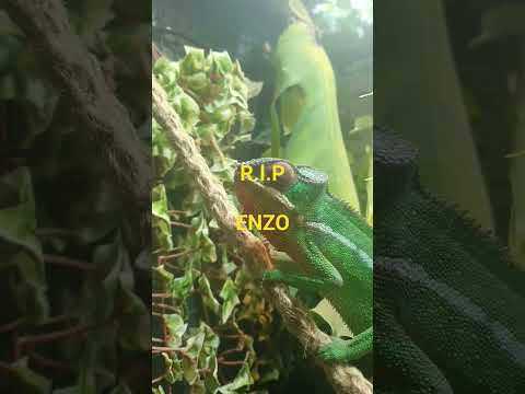 Our beloved garage Chameleon Enzo past away.   R.I.P Enzo.