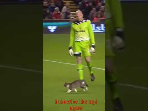 Animals skills never seen in football. #epl2021i22  #fyp #viral   #footballshorts #footballskills