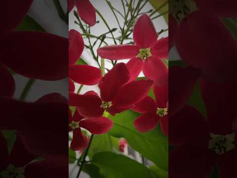 🌸 Rabindra Sangeet ❌ AI ✅"আমার বাগানের কোণে কোণে, রঙের আলো ছড়ায় দিনে" ✨#RabindraSangeet #Trending
