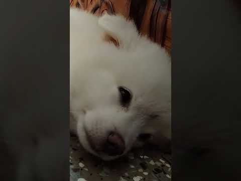 Hass Matt 😒👀 #funny #comedy #petlover #youtubevideo #doggielife