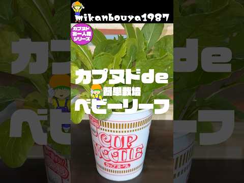 Cultivating baby leaves using Cup Noodles! Easy home gardening!