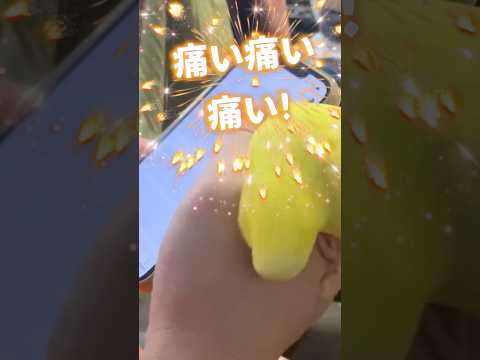 小夏の愛情表現は痛いのだ🤣