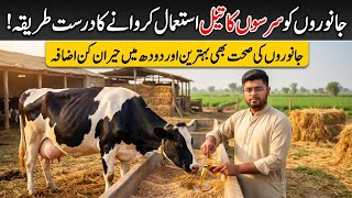 How to Use Mustard Oil for Dairy Animals (Best Method Explained)