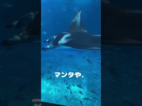 沖縄美ら海水族館が楽し過ぎた！#沖縄旅行
