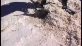 Lithium Mining in Bolivia's Salt Flats | Global 3000