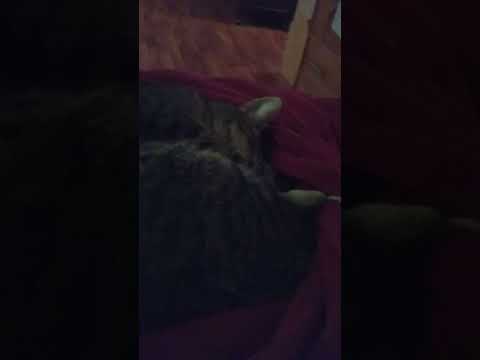 my cute cat sitting with me part 2