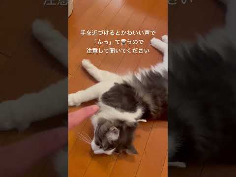 猫の「にゃあ」以外の声 #ノルウェージャンフォレストキャット #猫のいる暮らし