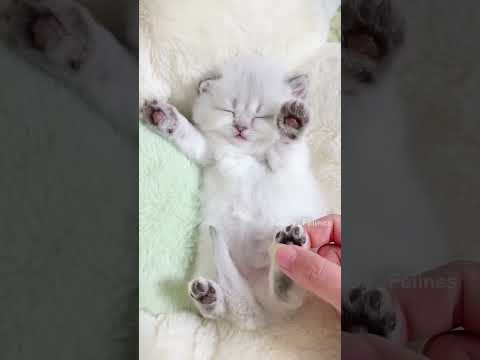 Kittens compilation🧸😻💕 #cat #kitten #cute #catlover